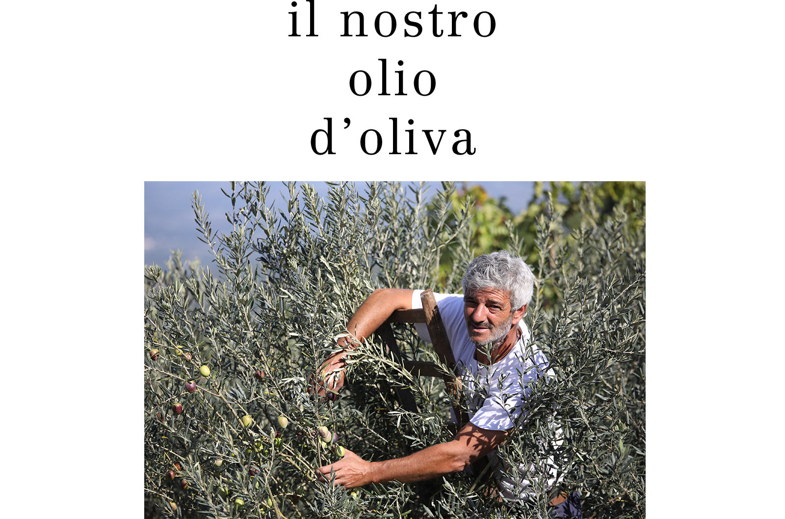 Italienisches Bio DOP Olivenöl Feld von Di Bennardo