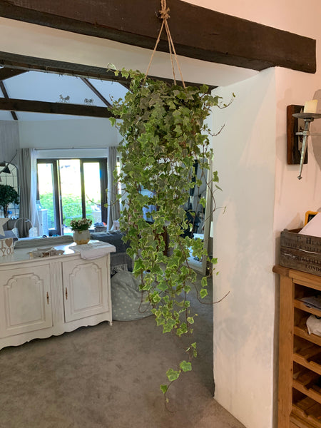 Hanging Ivy