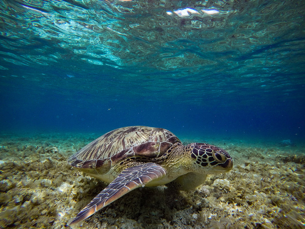 Image of a sea turtle underwater.