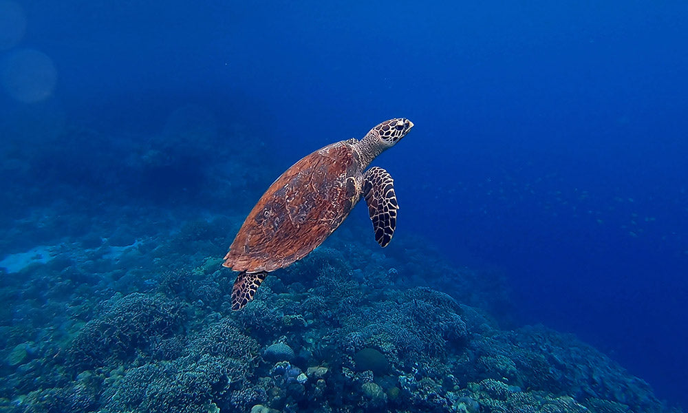 Underwater image of a sea turtle swimming