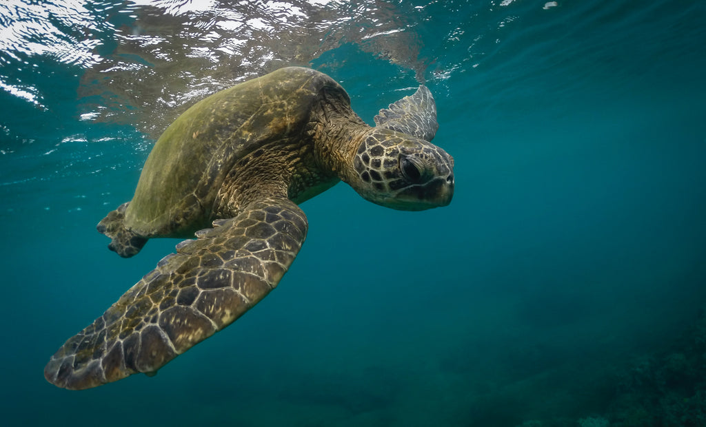 Sea turtle swimming under water