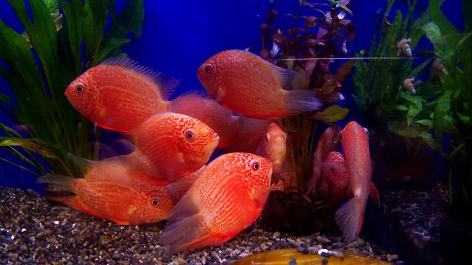 Red Shoulder Severum for sale, Buy 5 Get 1 Free. 