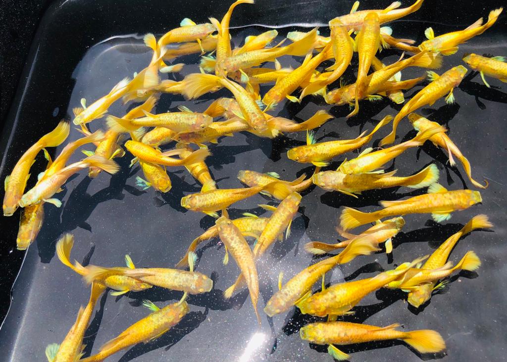 full gold ribbon guppy for sale