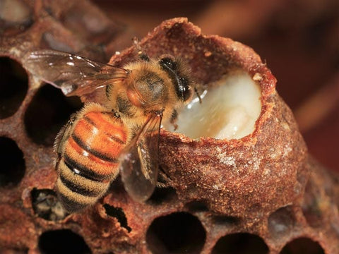 Bee with Royal Jelly