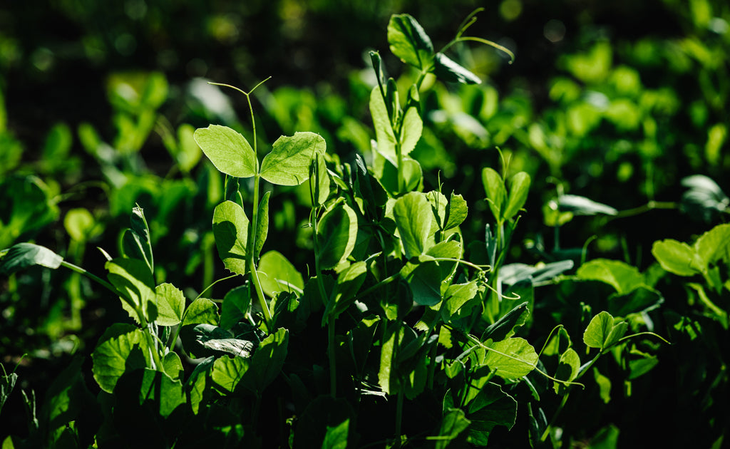 pea plants - sutainable
