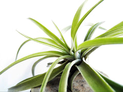 Tillandsia(Air plant)