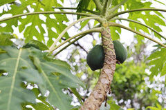 Fully Grown Papaya Plant