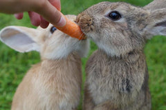 Two rabbits eating carrot