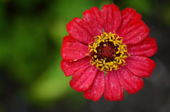 Zinnia