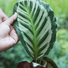 Calathea leaf