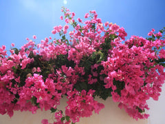 Bougainvillaea