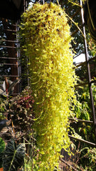 Turtle vine/ Creeping inch plant