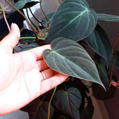 Philodendron Mican