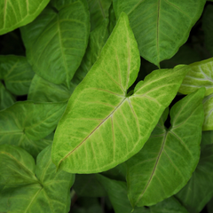  Arrowhead plant