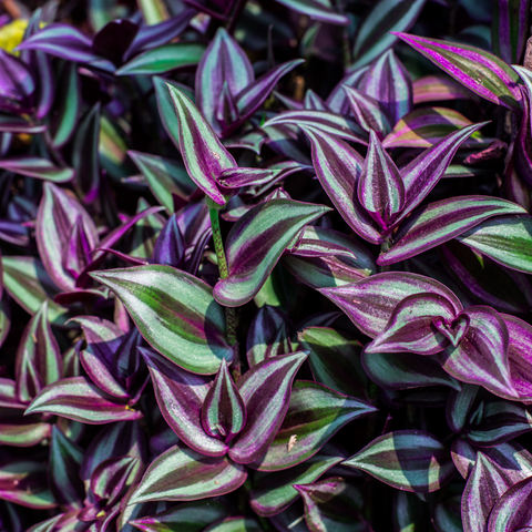 Wandering Jew