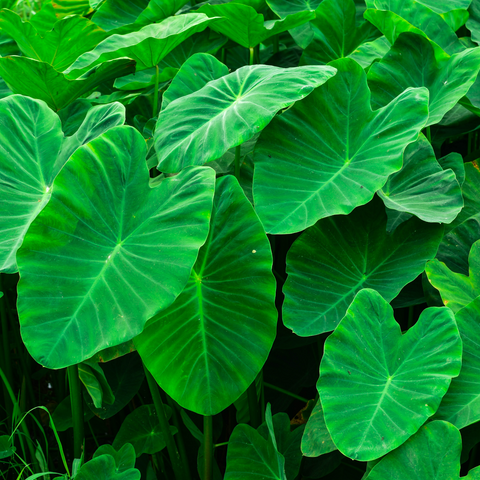 Elephants ear plant