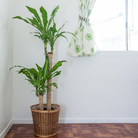 Dracaena Fragrans