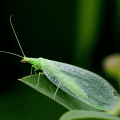 Green lacewings