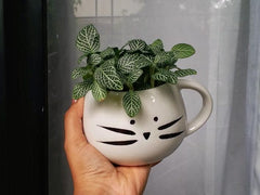Fittonia plant in a mug