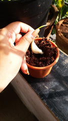 Putting garlic cloves in pot