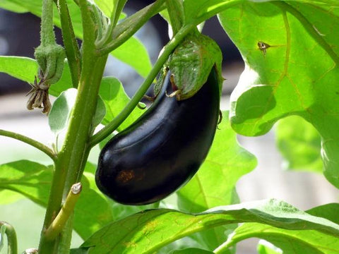 Brinjal that is ready to harvest