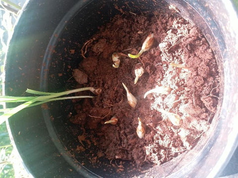 Garlic sprouting in pot