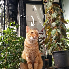 Cat sitting near plants