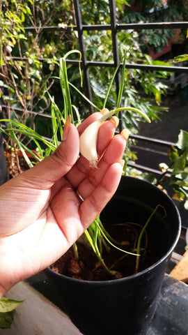 Sprouted garlic