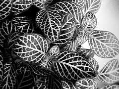 Fittonia Leaves