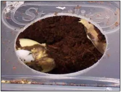 crested gecko egg laying