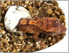 crested gecko hatching