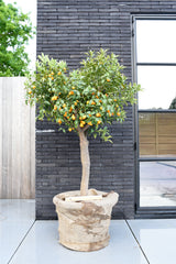 kumquat citrusboom