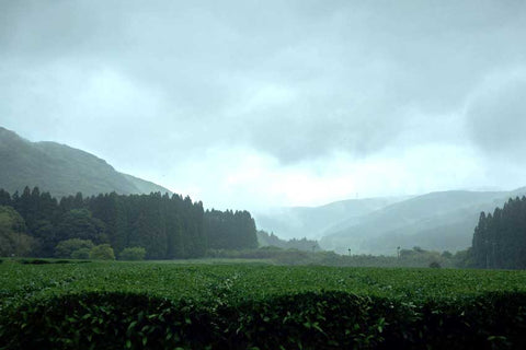 Teefeld im abgelegenen Hochland Pröfektur Kagoshima Japan 