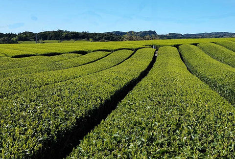 Teefarm im Hochland von Kirishima Japan