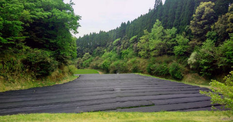 Teefeld im abgelegenen Hochland von Kirishima
