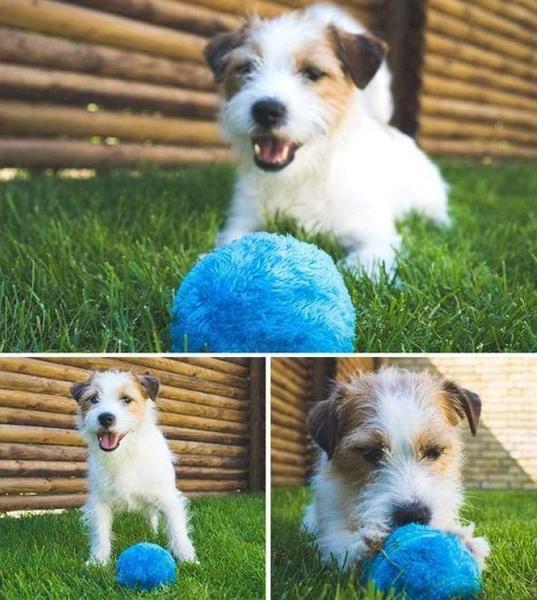 activation ball for dogs