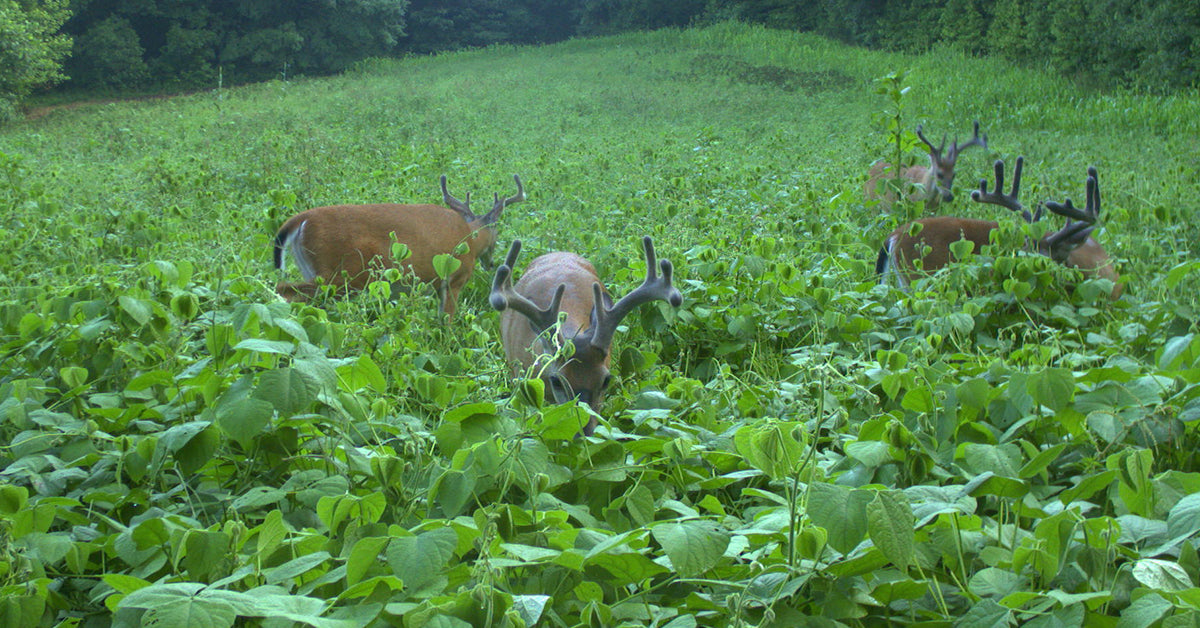 chicory for deer