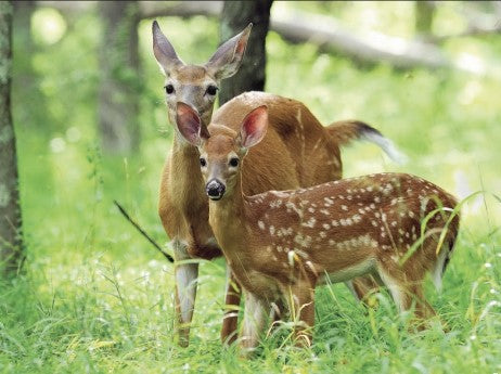 fawn and doe