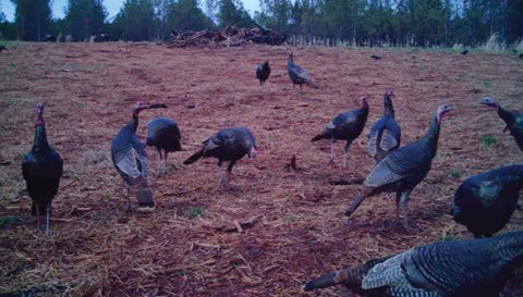 turkeys in chufa