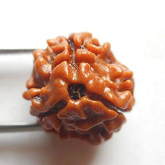 3 mukhi rudraksha from nepal 