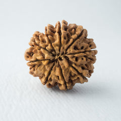 9 mukhi Rudraksha benefits 