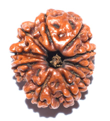 10 mukhi rudraksha brown