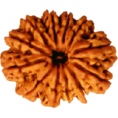 12 Mukhi Rudraksha 