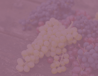 21 Brix Winery Grapes