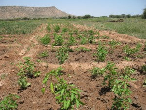 Crops growing at site