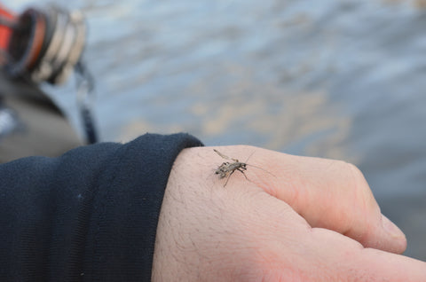 Housatonic River TMA Winter Stonefly - Anglers Den