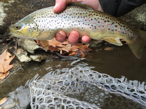 East Branch Brown Trout
