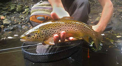 Croton Brown Trout - Olive cdc Emerger size 22 