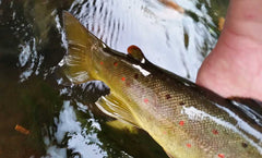 Croton - brown trout - spots - wild - streamer