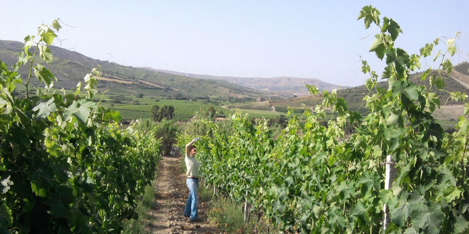 Cantina A Vita - Vignaioli a Cirò, Calabria